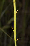 Tall pinebarren milkwort